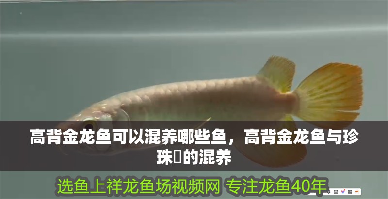 高背金龍魚可以混養哪些魚，高背金龍魚與珍珠魟的混養