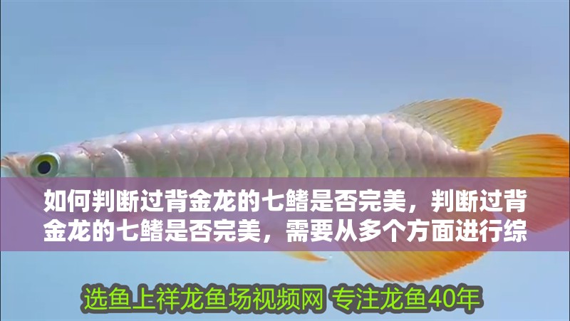 如何判斷過背金龍的七鰭是否完美，判斷過背金龍的七鰭是否完美，需要從多個方面進行綜合評估
