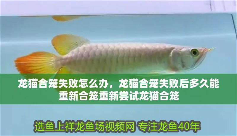 龍貓合籠失敗怎么辦，龍貓合籠失敗后多久能重新合籠重新嘗試龍貓合籠