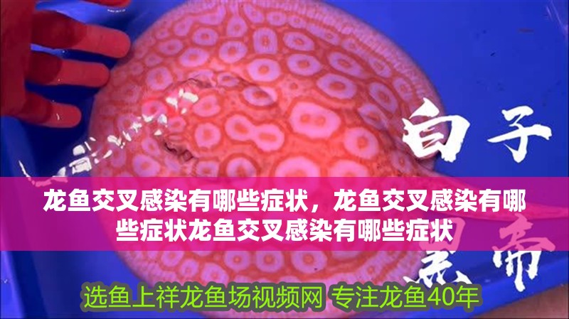龍魚交叉感染有哪些癥狀，龍魚交叉感染有哪些癥狀龍魚交叉感染有哪些癥狀