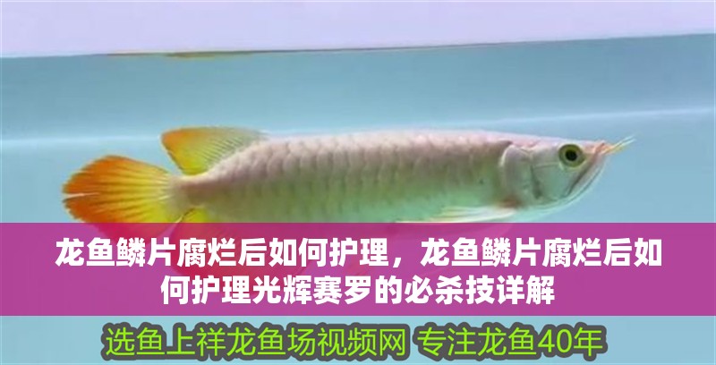 龍魚鱗片腐爛后如何護理，龍魚鱗片腐爛后如何護理光輝賽羅的必殺技詳解
