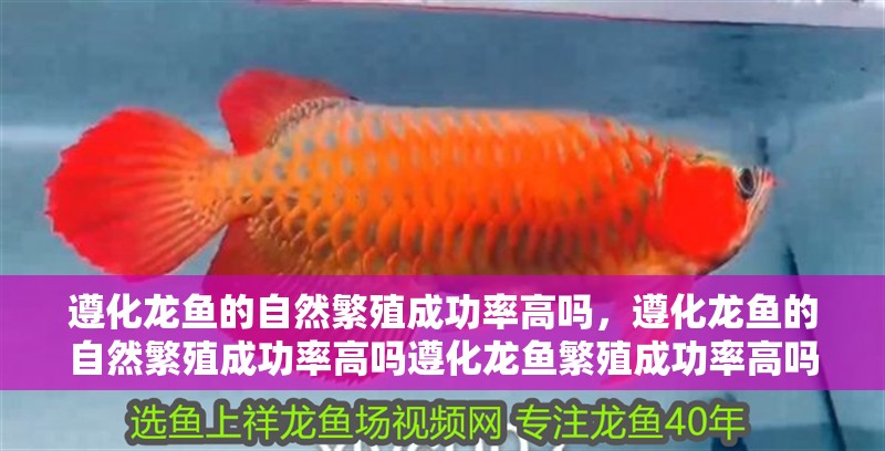 遵化龍魚的自然繁殖成功率高嗎，遵化龍魚的自然繁殖成功率高嗎遵化龍魚繁殖成功率高嗎