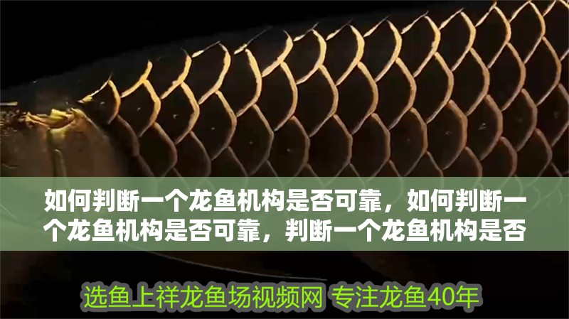 如何判斷一個龍魚機構是否可靠，如何判斷一個龍魚機構是否可靠，判斷一個龍魚機構是否可靠