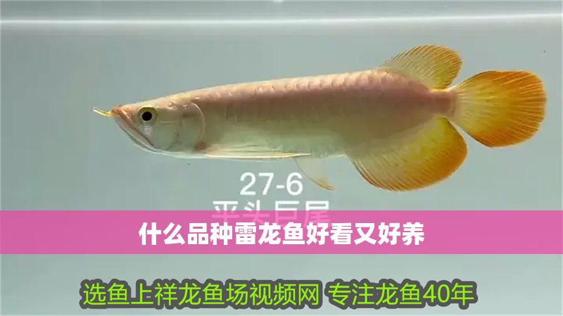 什么品種雷龍魚好看又好養