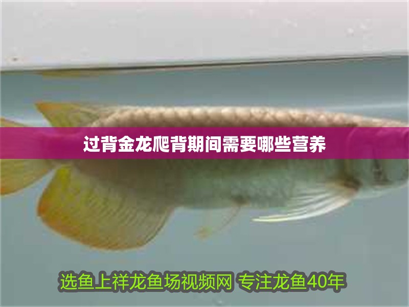 鸚鵡魚和銀龍魚混養怎樣喂食 過背金龍爬背期間需要哪些營養 龍魚百科 過背金龍爬背期間需要哪些營養 過背金龍爬背期間需要哪些營養 龍魚百科