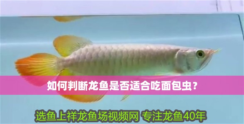龍魚干蝦有營養(yǎng)嗎 如何判斷龍魚是否適合吃面包蟲? 龍魚百科 如何判斷龍魚是否適合吃面包蟲? 如何判斷龍魚是否適合吃面包蟲? 龍魚百科