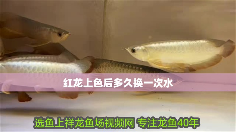 紅龍上色后多久換一次水 紅龍上色后多久換一次水 龍魚(yú)百科