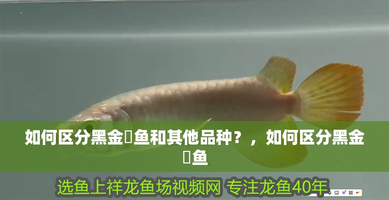 如何區分黑金魟魚和其他品種？，如何區分黑金魟魚 如何區分黑金魟魚和其他品種？，如何區分黑金魟魚 龍魚百科