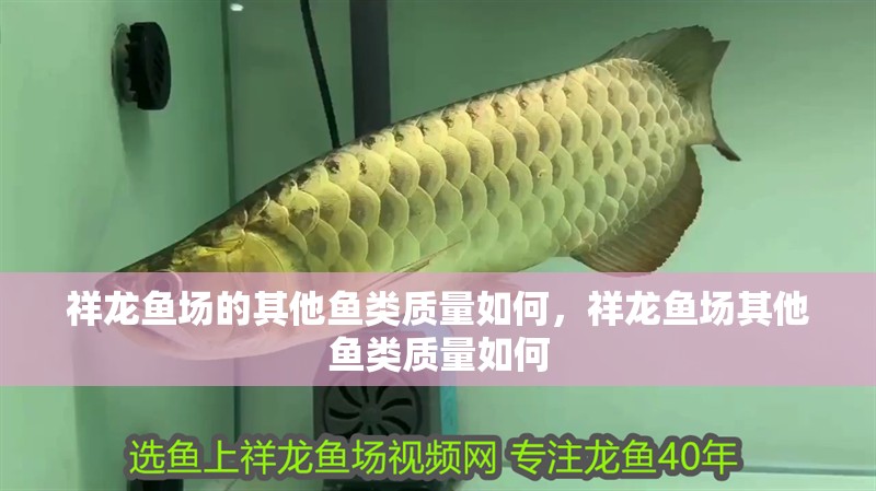 祥龍魚場的其他魚類質量如何，祥龍魚場其他魚類質量如何 祥龍魚場的其他魚類質量如何，祥龍魚場其他魚類質量如何 龍魚百科