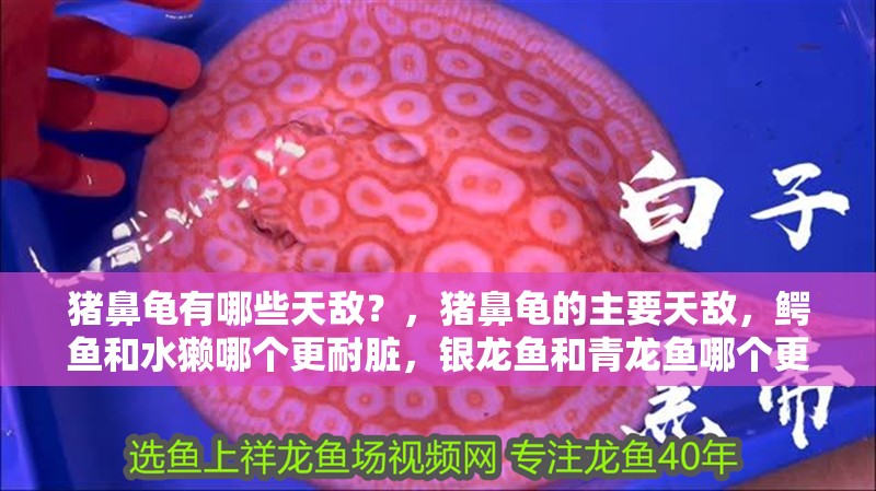 豬鼻龜有哪些天敵？，豬鼻龜的主要天敵，鱷魚和水獺哪個更耐臟，銀龍魚和青龍魚哪個更耐臟 豬鼻龜有哪些天敵？，豬鼻龜的主要天敵，鱷魚和水獺哪個更耐臟，銀龍魚和青龍魚哪個更耐臟 龍魚百科