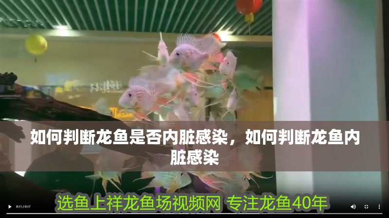 如何判斷龍魚是否內臟感染，如何判斷龍魚內臟感染 如何判斷龍魚是否內臟感染，如何判斷龍魚內臟感染 龍魚百科
