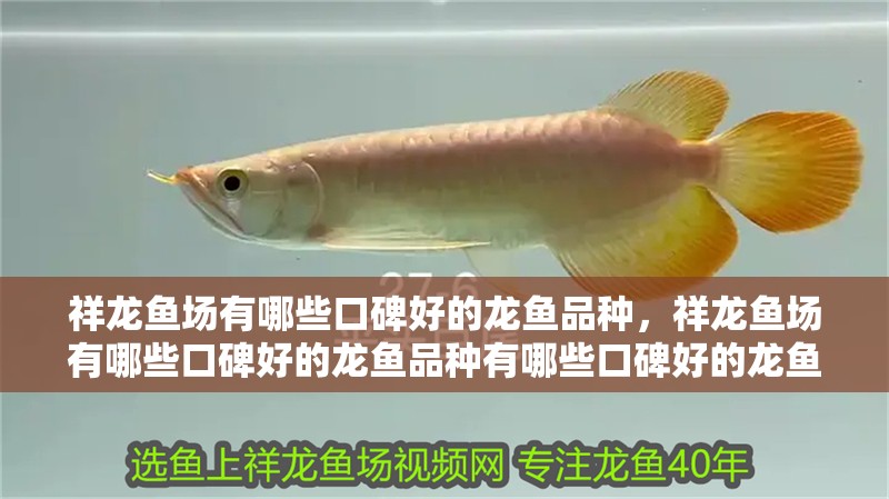 祥龍魚場有哪些口碑好的龍魚品種，祥龍魚場有哪些口碑好的龍魚品種有哪些口碑好的龍魚品種 祥龍魚場有哪些口碑好的龍魚品種，祥龍魚場有哪些口碑好的龍魚品種有哪些口碑好的龍魚品種 龍魚百科