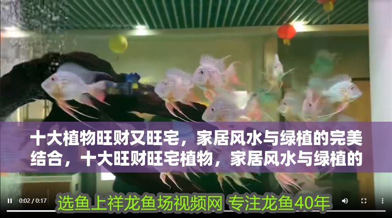 十大植物旺財又旺宅，家居風水與綠植的完美結合，十大旺財旺宅植物，家居風水與綠植的絕佳搭配