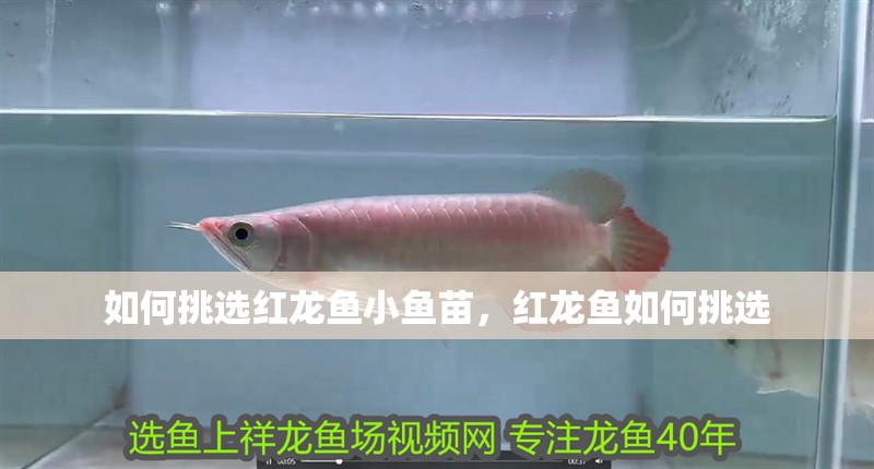 如何挑選紅龍魚小魚苗，紅龍魚如何挑選 如何挑選紅龍魚小魚苗，紅龍魚如何挑選 龍魚百科