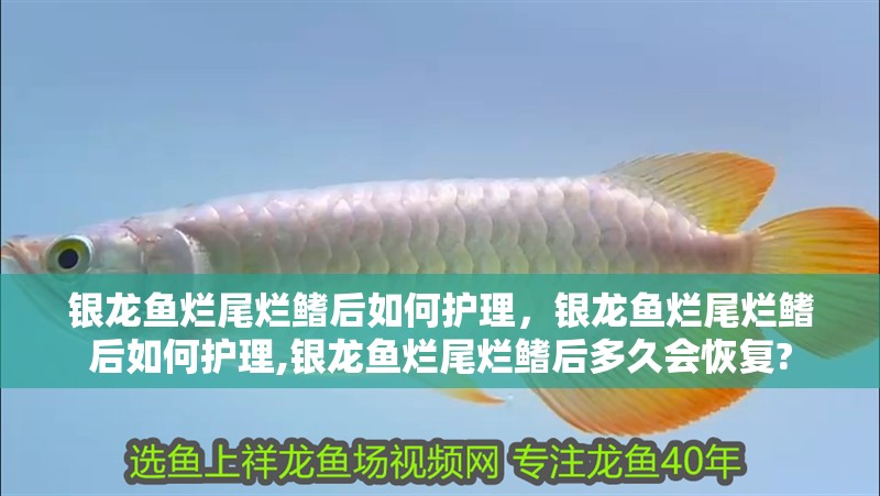 銀龍魚爛尾爛鰭后如何護理，銀龍魚爛尾爛鰭后如何護理,銀龍魚爛尾爛鰭后多久會恢復? 銀龍魚爛尾爛鰭后如何護理，銀龍魚爛尾爛鰭后如何護理,銀龍魚爛尾爛鰭后多久會恢復? 龍魚百科