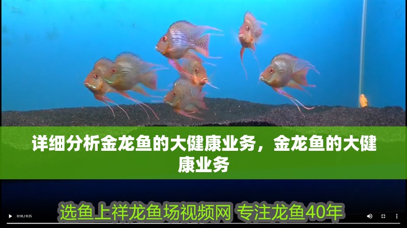 詳細(xì)分析金龍魚(yú)的大健康業(yè)務(wù)，金龍魚(yú)的大健康業(yè)務(wù) 詳細(xì)分析金龍魚(yú)的大健康業(yè)務(wù)，金龍魚(yú)的大健康業(yè)務(wù) 龍魚(yú)百科