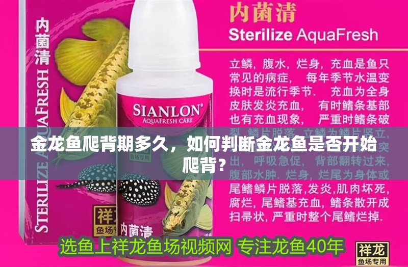 金龍魚爬背期多久，如何判斷金龍魚是否開始爬背？ 金龍魚爬背期多久，如何判斷金龍魚是否開始爬背？ 龍魚百科