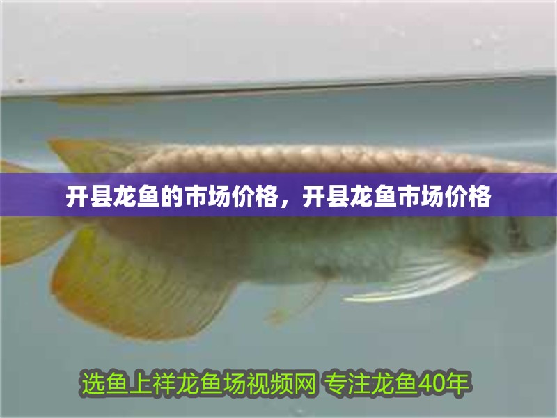 開縣龍魚的市場價格，開縣龍魚市場價格 開縣龍魚的市場價格，開縣龍魚市場價格 龍魚百科