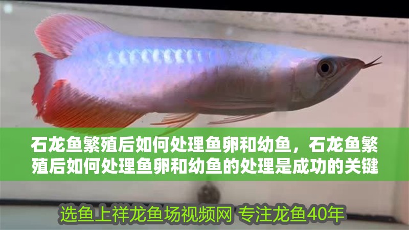 龍魚干蝦有營養嗎 石龍魚繁殖后如何處理魚卵和幼魚,石龍魚繁殖后如何處理魚卵和幼魚的處理是成功的關鍵 龍魚百科 石龍魚繁殖后如何處理魚卵和幼魚,石龍魚繁殖后如何處理魚卵和幼魚的處理是成功的關鍵 石龍魚繁殖后如何處理魚卵和幼魚,石龍魚繁殖后如何處理魚卵和幼魚的處理是成功的關鍵 龍魚百科