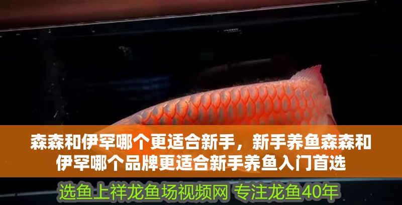 森森和伊罕哪個(gè)更適合新手，新手養(yǎng)魚森森和伊罕哪個(gè)品牌更適合新手養(yǎng)魚入門首選 森森和伊罕哪個(gè)更適合新手，新手養(yǎng)魚森森和伊罕哪個(gè)品牌更適合新手養(yǎng)魚入門首選 龍魚百科