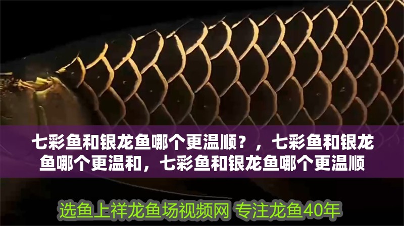 七彩魚和銀龍魚哪個更溫順？，七彩魚和銀龍魚哪個更溫和，七彩魚和銀龍魚哪個更溫順 七彩魚和銀龍魚哪個更溫順？，七彩魚和銀龍魚哪個更溫和，七彩魚和銀龍魚哪個更溫順 龍魚百科