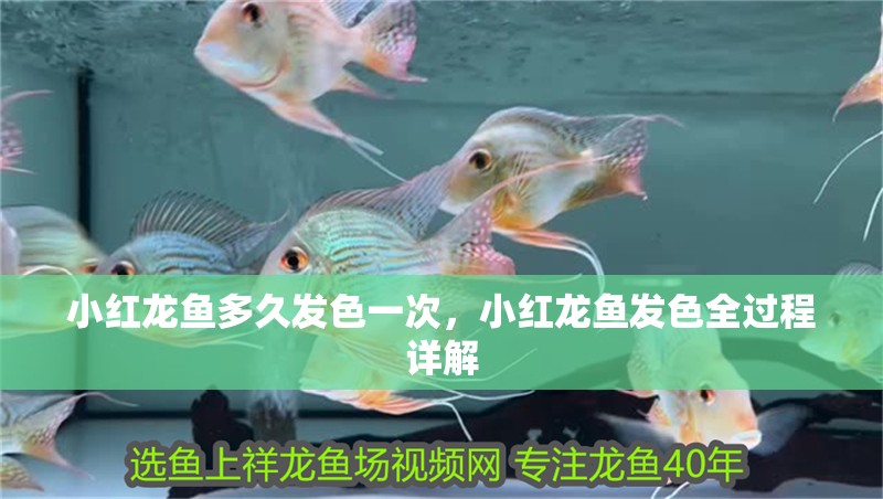 小紅龍魚多久發(fā)色一次，小紅龍魚發(fā)色全過程詳解 小紅龍魚多久發(fā)色一次，小紅龍魚發(fā)色全過程詳解 龍魚百科