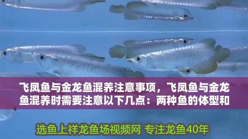 魚(yú)缸用增氧泵價(jià)格是多少:魚(yú)缸增氧機(jī)-xtrac增氧機(jī)-xtrac增氧機(jī) 飛鳳魚(yú)與金龍魚(yú)混養(yǎng)注意事項(xiàng),飛鳳魚(yú)與金龍魚(yú)混養(yǎng)時(shí)需要注意以下幾點(diǎn):兩種魚(yú)的體型和習(xí)性不同 龍魚(yú)百科 飛鳳魚(yú)與金龍魚(yú)混養(yǎng)注意事項(xiàng),飛鳳魚(yú)與金龍魚(yú)混養(yǎng)時(shí)需要注意以下幾點(diǎn):兩種魚(yú)的體型和習(xí)性不同 飛鳳魚(yú)與金龍魚(yú)混養(yǎng)注意事項(xiàng),飛鳳魚(yú)與金龍魚(yú)混養(yǎng)時(shí)需要注意以下幾點(diǎn):兩種魚(yú)的體型和習(xí)性不同 龍魚(yú)百科