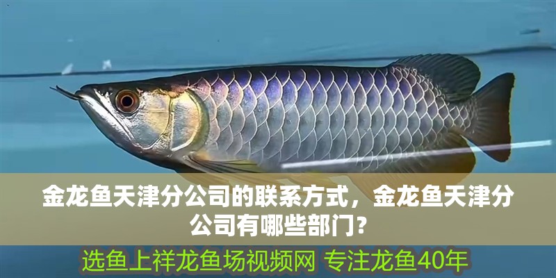 金龍魚天津分公司的聯(lián)系方式，金龍魚天津分公司有哪些部門？ 金龍魚天津分公司的聯(lián)系方式，金龍魚天津分公司有哪些部門？ 龍魚百科