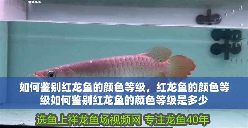 如何鑒別紅龍魚的顏色等級，紅龍魚的顏色等級如何鑒別紅龍魚的顏色等級是多少 如何鑒別紅龍魚的顏色等級，紅龍魚的顏色等級如何鑒別紅龍魚的顏色等級是多少 龍魚百科