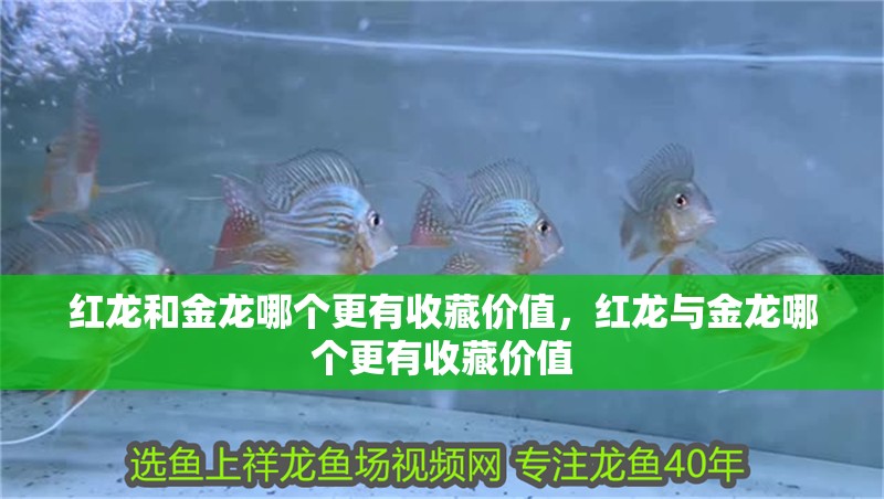 魚缸用增氧泵價格是多少:魚缸增氧機-xtrac增氧機-xtrac增氧機 紅龍和金龍哪個更有收藏價值,紅龍與金龍哪個更有收藏價值 龍魚百科 紅龍和金龍哪個更有收藏價值,紅龍與金龍哪個更有收藏價值 紅龍和金龍哪個更有收藏價值,紅龍與金龍哪個更有收藏價值 龍魚百科