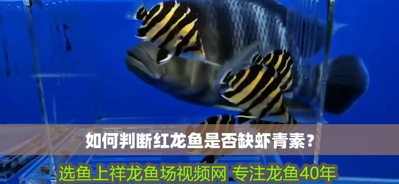 如何判斷紅龍魚是否缺蝦青素？ 如何判斷紅龍魚是否缺蝦青素？ 龍魚百科