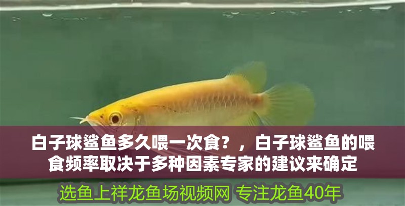 白子球鯊魚多久喂一次食？，白子球鯊魚的喂食頻率取決于多種因素專家的建議來確定 白子球鯊魚多久喂一次食？，白子球鯊魚的喂食頻率取決于多種因素專家的建議來確定 龍魚百科