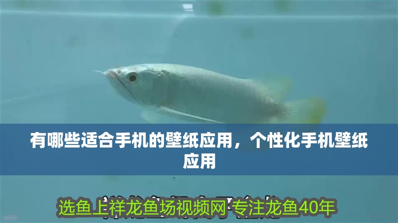 有哪些適合手機的壁紙應用，個性化手機壁紙應用 有哪些適合手機的壁紙應用，個性化手機壁紙應用 龍魚百科