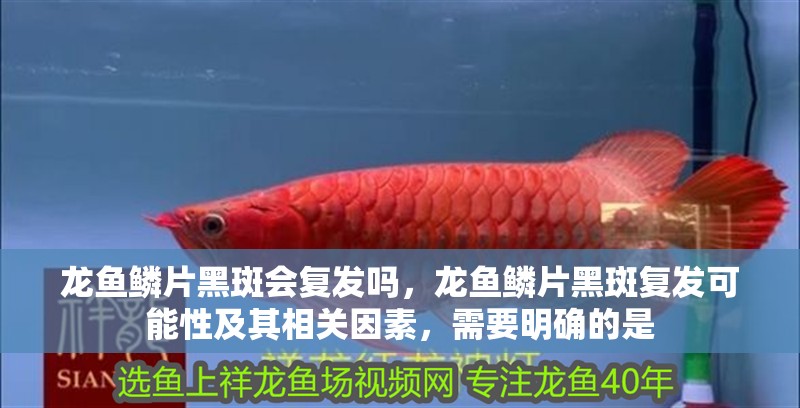 龍魚鱗片黑斑會復發嗎，龍魚鱗片黑斑復發可能性及其相關因素，需要明確的是 龍魚鱗片黑斑會復發嗎，龍魚鱗片黑斑復發可能性及其相關因素，需要明確的是 龍魚百科