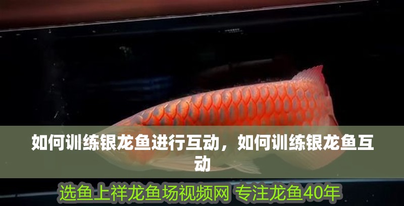 龍魚怕什么 如何訓練銀龍魚進行互動,如何訓練銀龍魚互動 龍魚百科 如何訓練銀龍魚進行互動,如何訓練銀龍魚互動 如何訓練銀龍魚進行互動,如何訓練銀龍魚互動 龍魚百科
