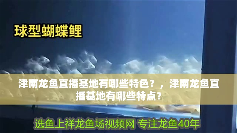 津南龍魚直播基地有哪些特色？，津南龍魚直播基地有哪些特點？ 津南龍魚直播基地有哪些特色？，津南龍魚直播基地有哪些特點？ 龍魚百科