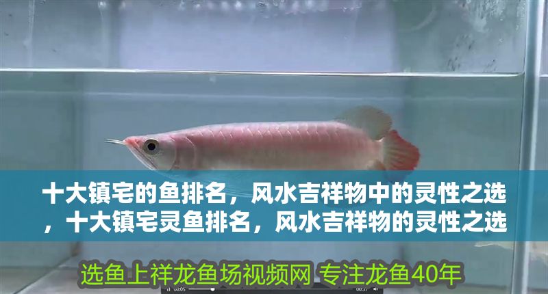 十大鎮宅的魚排名，風水吉祥物中的靈性之選，十大鎮宅靈魚排名，風水吉祥物的靈性之選