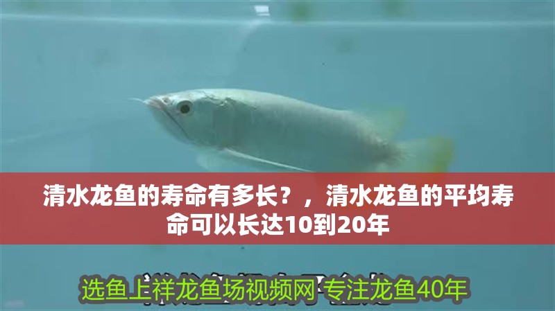 魚缸用增氧泵價格是多少:魚缸增氧機-xtrac增氧機-xtrac增氧機 清水龍魚的壽命有多長?,清水龍魚的平均壽命可以長達10到20年 龍魚百科 清水龍魚的壽命有多長?,清水龍魚的平均壽命可以長達10到20年 清水龍魚的壽命有多長?,清水龍魚的平均壽命可以長達10到20年 龍魚百科