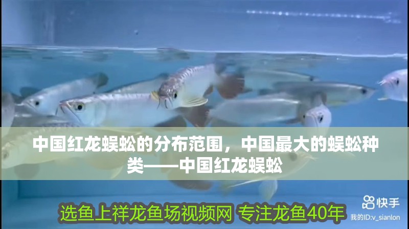 魚缸過濾器選購指南:自制魚缸過濾器魚缸上置過濾器對于養魚愛好者的必備知識 中國紅龍蜈蚣的分布范圍,中國最大的蜈蚣種類——中國紅龍蜈蚣 龍魚百科 中國紅龍蜈蚣的分布范圍,中國最大的蜈蚣種類——中國紅龍蜈蚣 中國紅龍蜈蚣的分布范圍,中國最大的蜈蚣種類——中國紅龍蜈蚣 龍魚百科