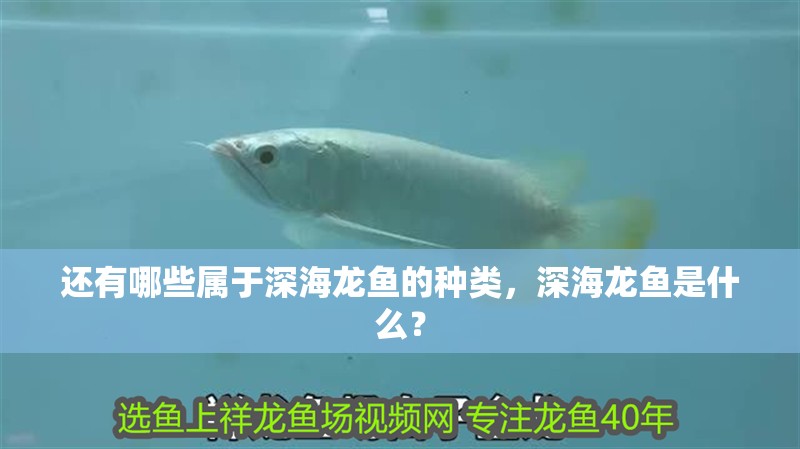 還有哪些屬于深海龍魚的種類，深海龍魚是什么？ 還有哪些屬于深海龍魚的種類，深海龍魚是什么？ 龍魚百科