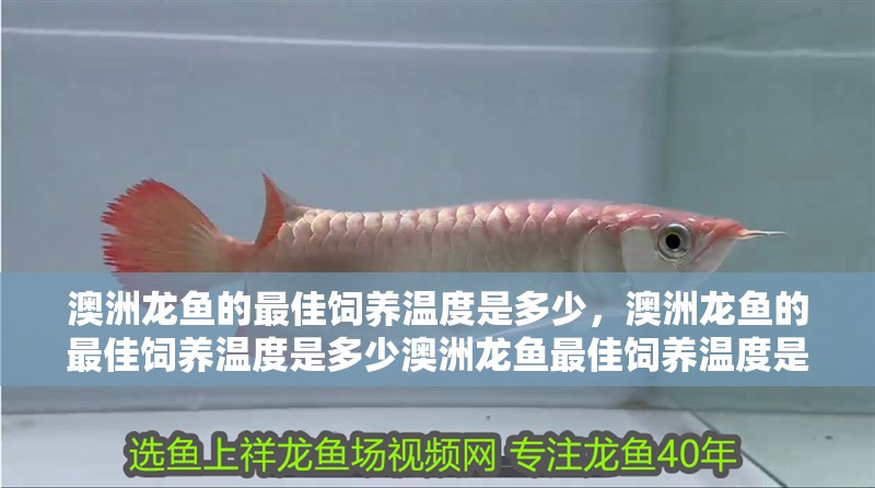 澳洲龍魚的最佳飼養(yǎng)溫度是多少，澳洲龍魚的最佳飼養(yǎng)溫度是多少澳洲龍魚最佳飼養(yǎng)溫度是多少 澳洲龍魚的最佳飼養(yǎng)溫度是多少，澳洲龍魚的最佳飼養(yǎng)溫度是多少澳洲龍魚最佳飼養(yǎng)溫度是多少 龍魚百科