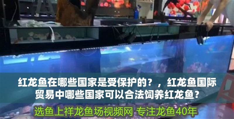 紅龍魚在哪些國家是受保護的？，紅龍魚國際貿易中哪些國家可以合法飼養紅龍魚？ 紅龍魚在哪些國家是受保護的？，紅龍魚國際貿易中哪些國家可以合法飼養紅龍魚？ 龍魚百科
