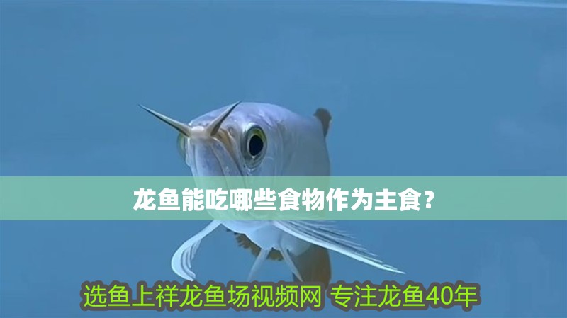龍魚能吃哪些食物作為主食？ 龍魚能吃哪些食物作為主食？ 龍魚百科
