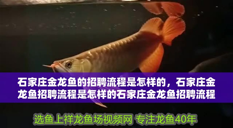 魚缸用增氧泵價格是多少:魚缸增氧機-xtrac增氧機-xtrac增氧機 石家莊金龍魚的招聘流程是怎樣的,石家莊金龍魚招聘流程是怎樣的石家莊金龍魚招聘流程 龍魚百科 石家莊金龍魚的招聘流程是怎樣的,石家莊金龍魚招聘流程是怎樣的石家莊金龍魚招聘流程 石家莊金龍魚的招聘流程是怎樣的,石家莊金龍魚招聘流程是怎樣的石家莊金龍魚招聘流程 龍魚百科