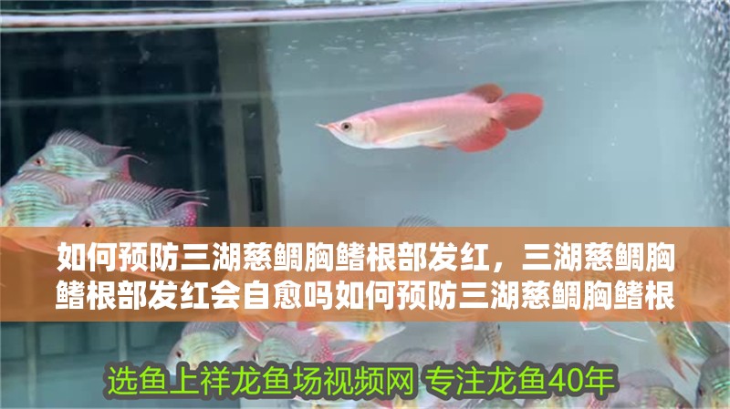 如何預(yù)防三湖慈鯛胸鰭根部發(fā)紅，三湖慈鯛胸鰭根部發(fā)紅會(huì)自愈嗎如何預(yù)防三湖慈鯛胸鰭根部發(fā)紅