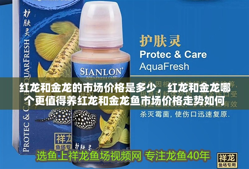 紅龍和金龍的市場價格是多少，紅龍和金龍哪個更值得養紅龍和金龍魚市場價格走勢如何 紅龍和金龍的市場價格是多少，紅龍和金龍哪個更值得養紅龍和金龍魚市場價格走勢如何 龍魚百科