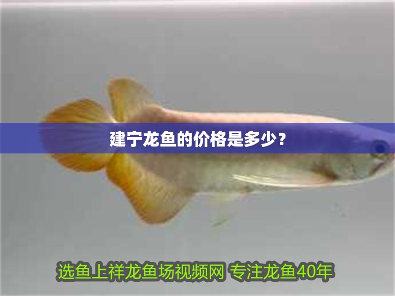 建寧龍魚的價(jià)格是多少？ 建寧龍魚的價(jià)格是多少？ 龍魚百科