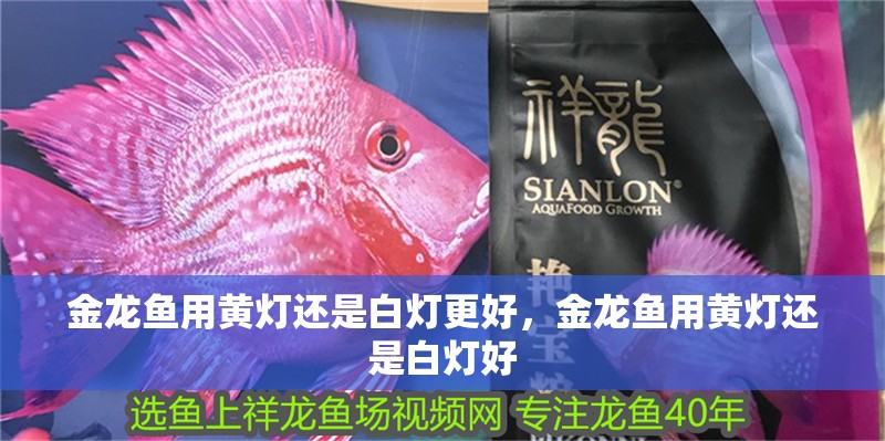 金龍魚用黃燈還是白燈更好，金龍魚用黃燈還是白燈好 金龍魚用黃燈還是白燈更好，金龍魚用黃燈還是白燈好 龍魚百科