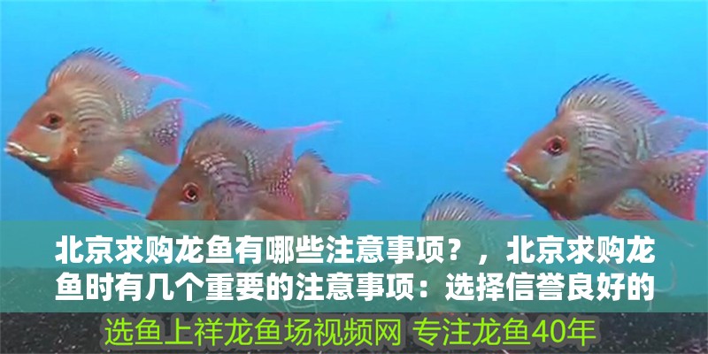 北京求購龍魚有哪些注意事項？，北京求購龍魚時有幾個重要的注意事項：選擇信譽良好的商家或養殖場 北京求購龍魚有哪些注意事項？，北京求購龍魚時有幾個重要的注意事項：選擇信譽良好的商家或養殖場 龍魚百科