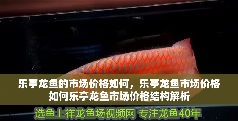 樂亭龍魚的市場價格如何，樂亭龍魚市場價格如何樂亭龍魚市場價格結構解析 樂亭龍魚的市場價格如何，樂亭龍魚市場價格如何樂亭龍魚市場價格結構解析 龍魚百科